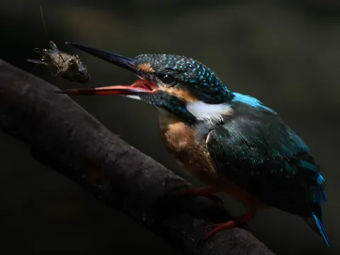 獲物を捕らえた翡翠