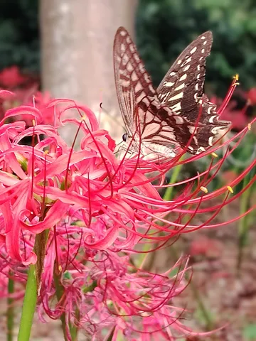 花と蝶の静かな瞬間