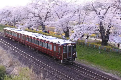 大河原の一目千本桜とレトロ花巡り号
