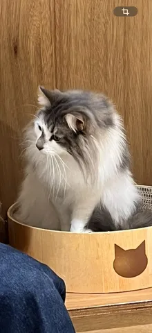 箱入り娘は長毛種