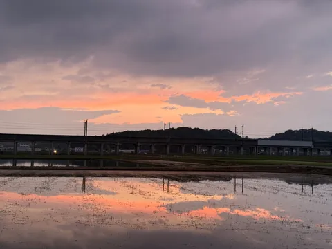 水田に映る、茜色の空