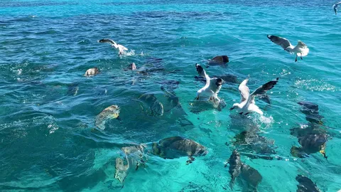 生命が躍るターコイズの海