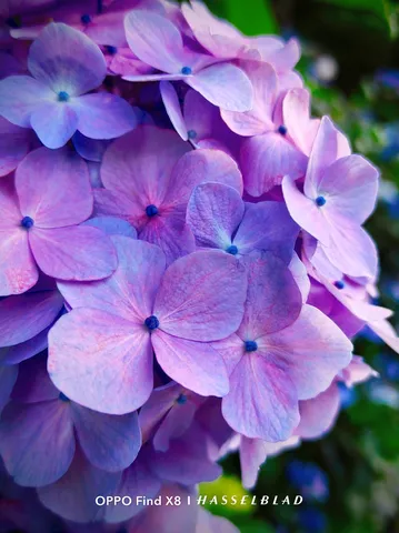 紫陽花の儚い誘い