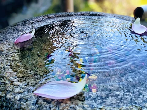 水面に浮かぶ花のささやき