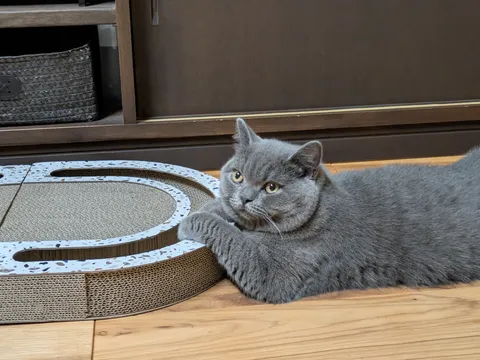 まったり猫時間、爪とぎと。