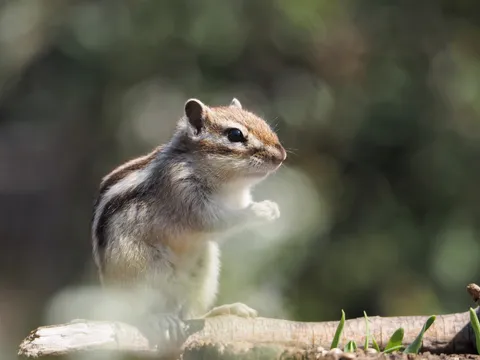 木陰の小さな旅人