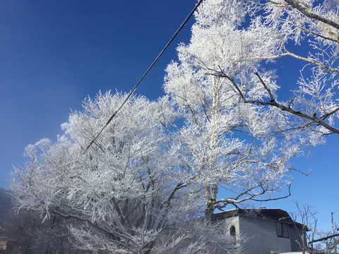 樹氷と澄み切った青空のコントラスト
