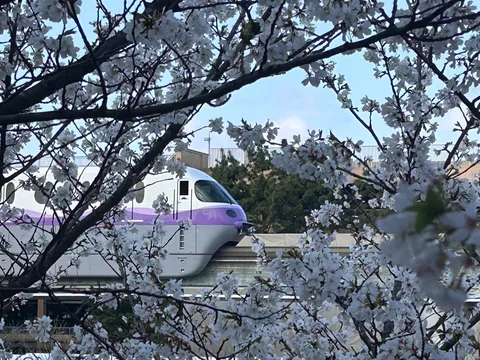 桜に映えるリゾートライン