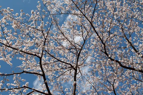 青空と桜の憩い