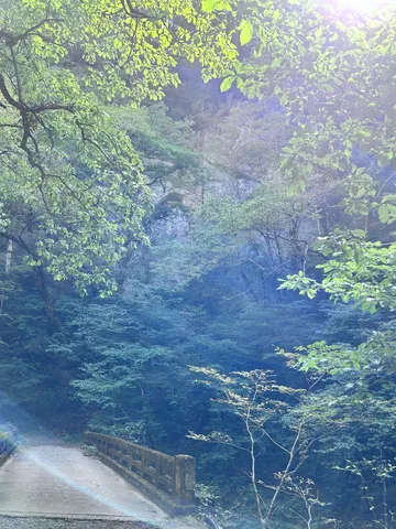 森と橋の静かな光景