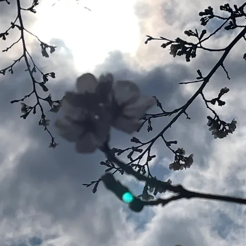 空に浮かぶ黒い花煙
