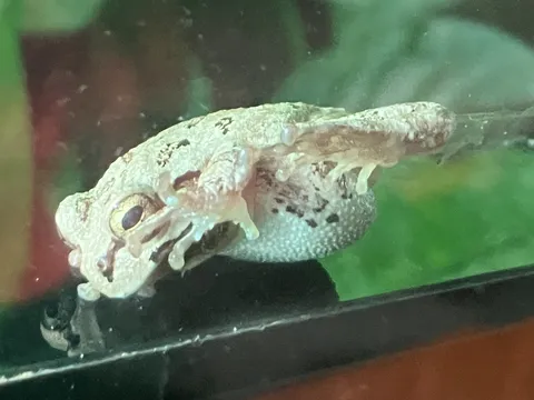 このお腹はもしや？