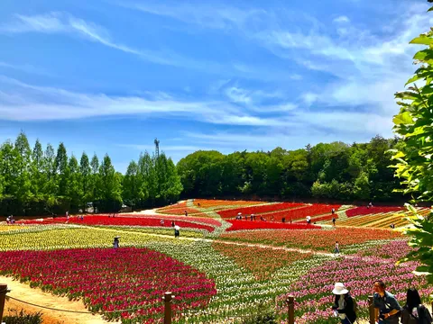 一面に広がる、夢のような色彩の絨毯