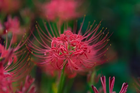 赤い花の静かな風情