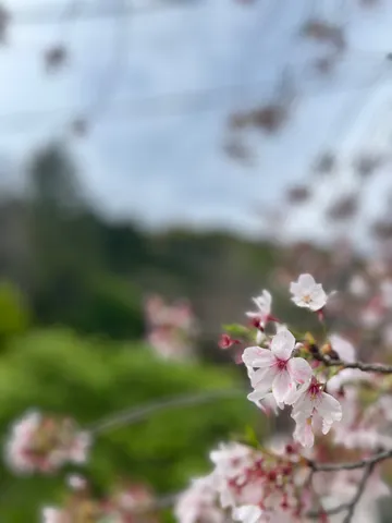 淡く儚い桜の囁き