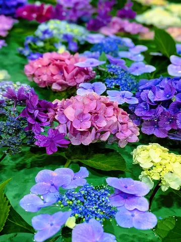 雨粒きらめく、アジサイの宝石箱