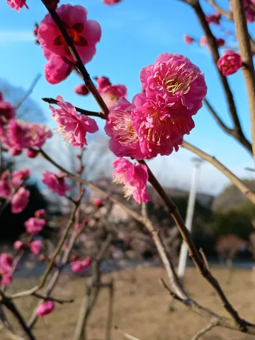 青空と花の儚い瞬間