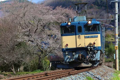 桜と国鉄色の邂逅