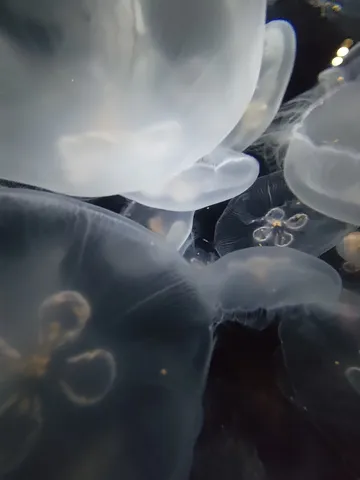 クラゲのゆらめき、水族館の幻想