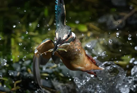 水しぶきを浴びて、獲物を捕らえる瞬間