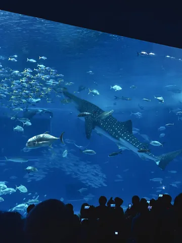 水族館の壮大な青い世界