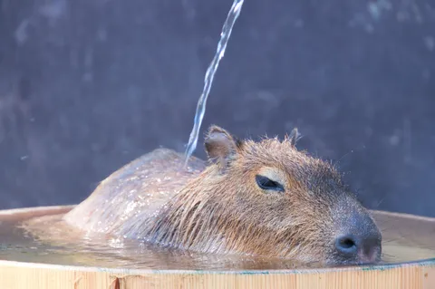 至福の湯浴み、カピバラ