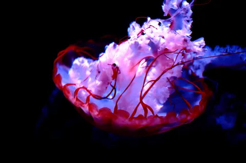 暗闇に浮かぶ、生命の灯火
