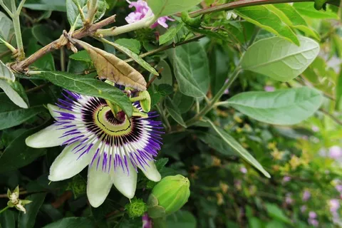 花の渦に吸い込まれそう