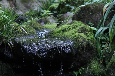 苔むす岩と水の静寂