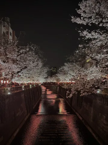 幻想的な夜桜と川面の光