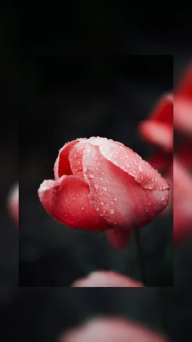雫煌めくチューリップ
