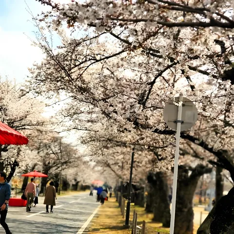満開の桜並木とお散歩日和