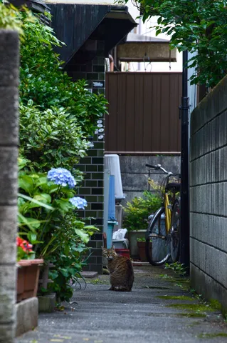 路地の主と視線が合う瞬間