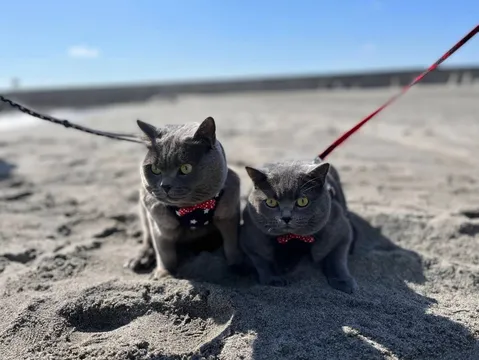 砂浜でリラックス、おしゃれな猫たち