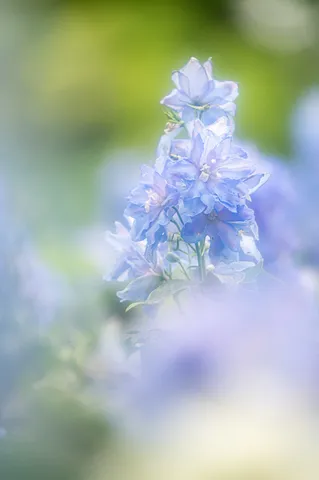 夢見る青い花の秘密