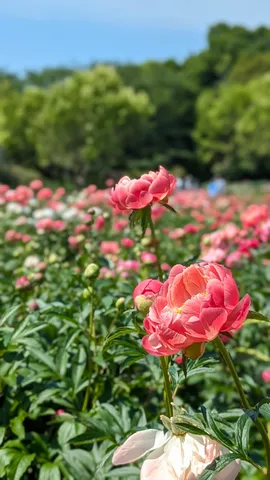 初夏を彩る、満開の芍薬畑