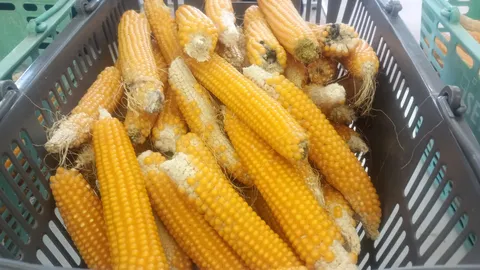 夏の市場に並ぶ黄金の穂