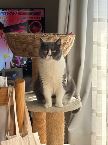日だまりの猫と繊維の景色