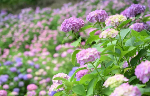 紫陽花の揺れる夢