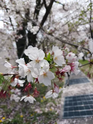 春風に舞う桜の儚さ