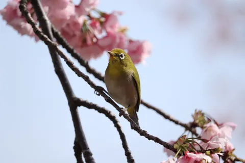 桜とメジロの春景色