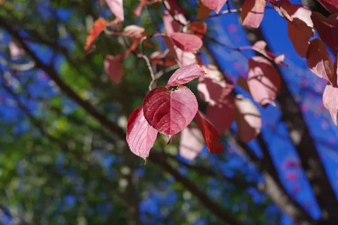 木漏れ日と紅葉のシンフォニー