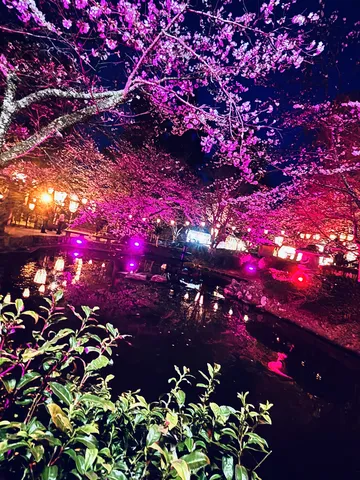 夜を彩る幻想的な桜並木