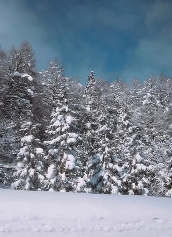 静寂に包まれた雪化粧の森