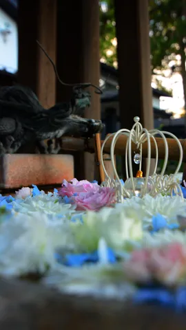 花手水の冠、どこ見てるの？