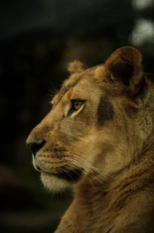 静寂に包まれた百獣の女王