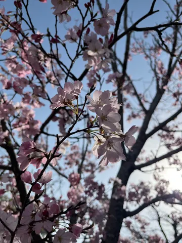 陽光に透ける桜の花