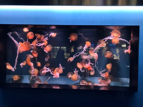 水槽に揺れる橙の玉