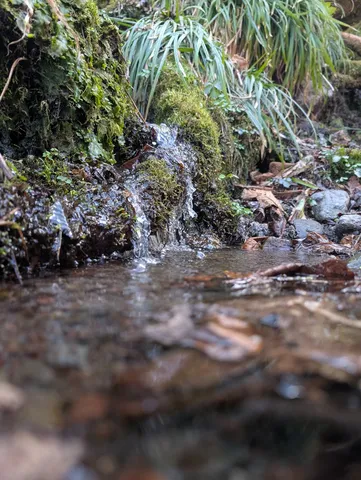 苔岩を伝う清らかな水
