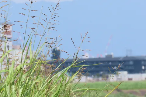 風にそよぐ夏草と街の気配